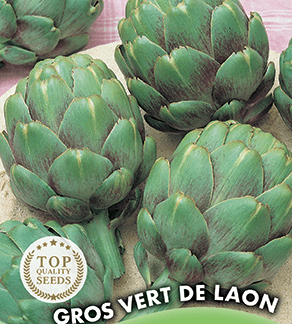 Artichaut Gros Vert de Laon