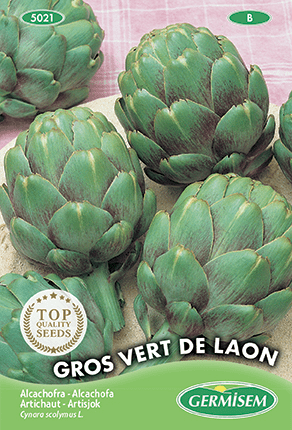 Artichaut Gros Vert de Laon