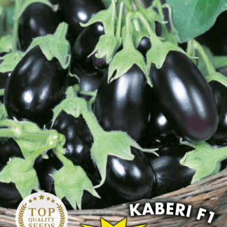 Baby aubergine Kaberi F1