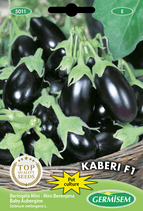 Baby aubergine Kaberi F1