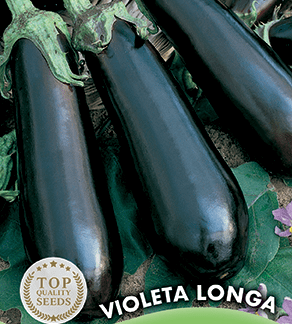 Aubergine longue Violette