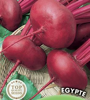 Tuinbiet Egyptische platronde