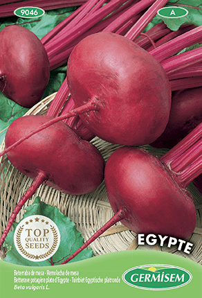 Tuinbiet Egyptische platronde