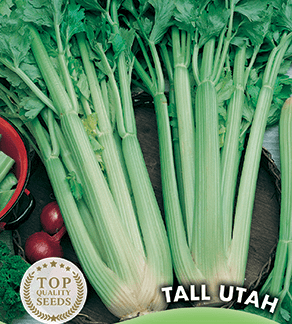Céleri vert Tall Utah