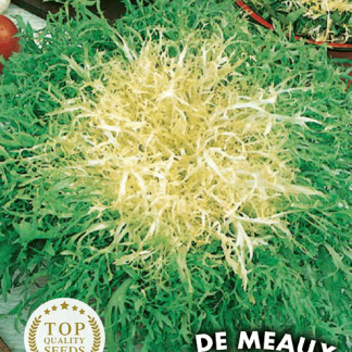 Chicorée frisée de Meaux