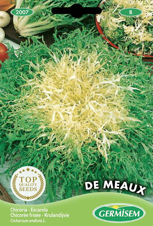 Chicorée frisée de Meaux