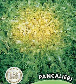 Chicorée frisée Grosse Pancalière