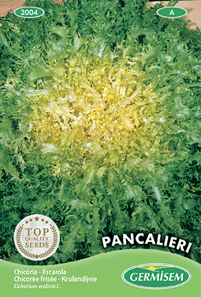 Chicorée frisée Grosse Pancalière