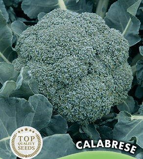 Chou Brocoli vert Calabrais