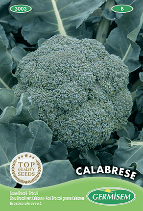 Chou Brocoli vert Calabrais