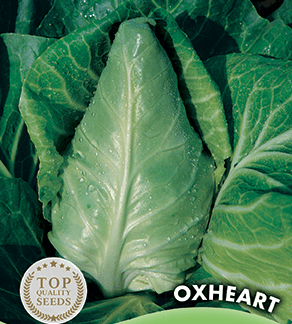 Chou cabus blanc Coeur de Boeuf Oxheart