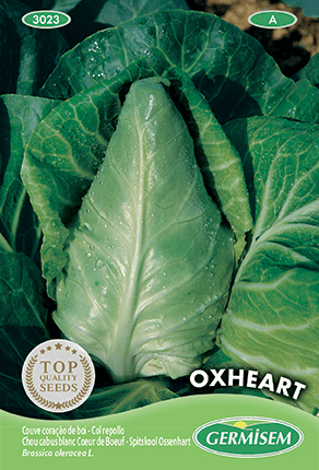 Chou cabus blanc Coeur de Boeuf Oxheart