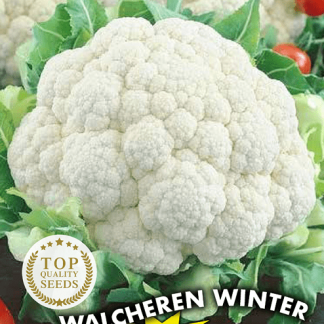 Chou-fleur d'hiver Walcheren Winter