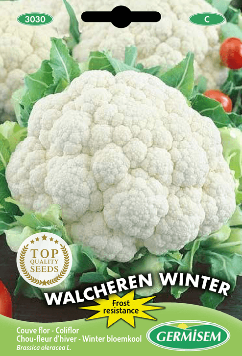 Chou-fleur d'hiver Walcheren Winter