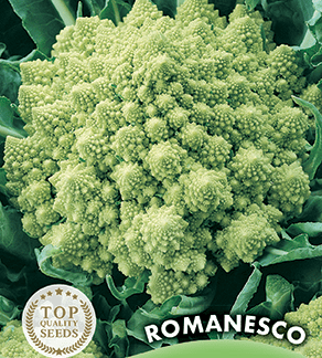 Chou-fleur vert Romanesco