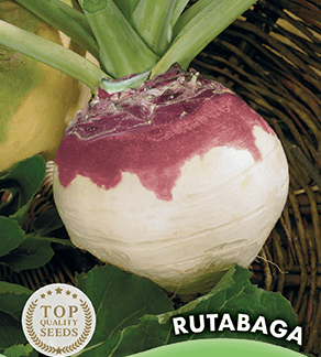 Chou Navet Rutabaga