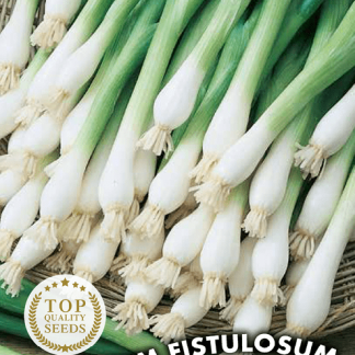 Ciboule blanche hâtive Allium Fistulosum
