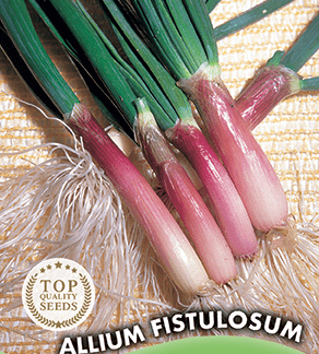 Ciboule rouge Allium Fistulosum