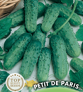 Cornichon vert Petit de Paris