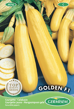 Courgette jaune Golden F1