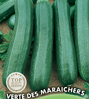 Courgette non coureuse Verte des Maraîchers