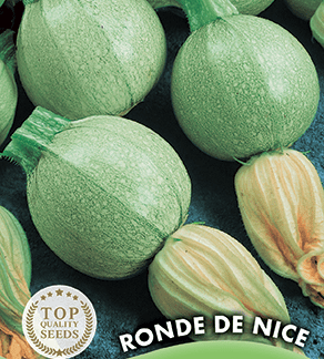 Courgette ronde de Nice