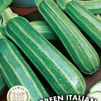 Courgette verte d'Italie (coucourzelle) Green Italian