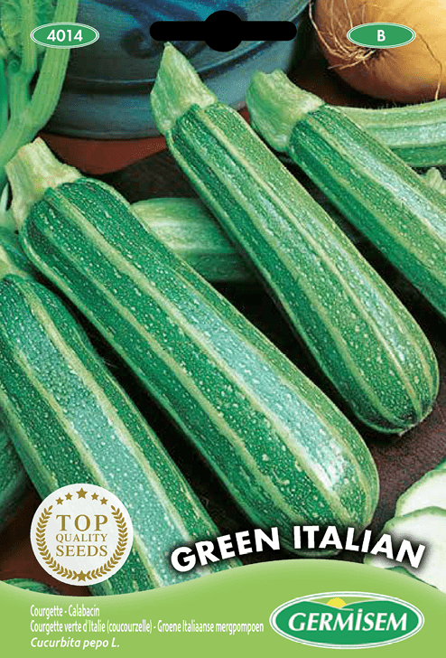 Courgette verte d'Italie (coucourzelle) Green Italian