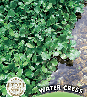 Cresson de Fontaine Water Cress