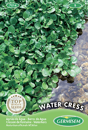 Cresson de Fontaine Water Cress