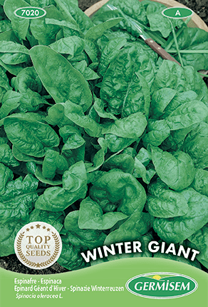 Épinard Géant hiver Winter Giant