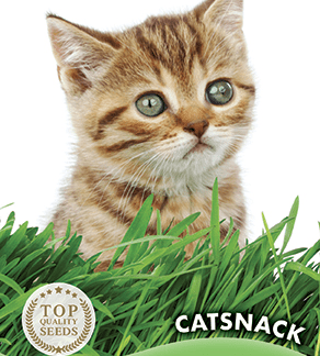 Herbe à chat Catsnack
