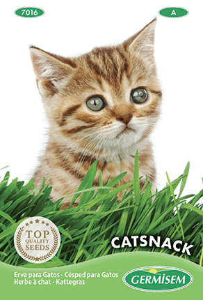 Herbe à chat Catsnack