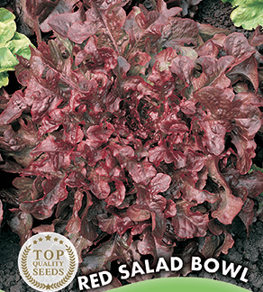 Laitue à couper feuille de chêne rouge Red Salad Bowl