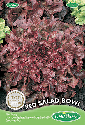 Laitue à couper feuille de chêne rouge Red Salad Bowl