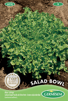 Laitue à couper feuille de chêne verte Salad Bowl