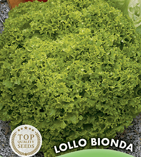 Laitue frisée Lollo Bionda