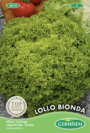 Laitue frisée Lollo Bionda