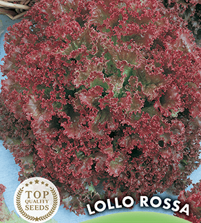 Laitue frisée Lollo Rossa