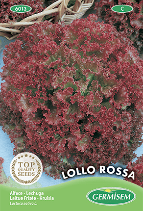 Laitue frisée Lollo Rossa