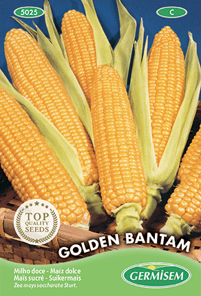 Maïs sucré Golden Bantam