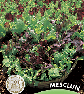 Mesclun salade composée