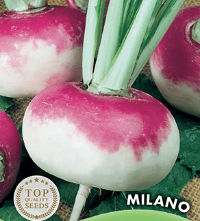 Navet potager de Milan