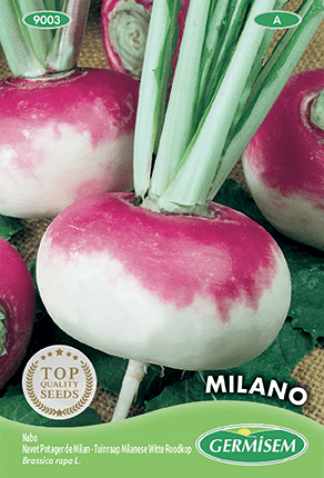 Navet potager de Milan