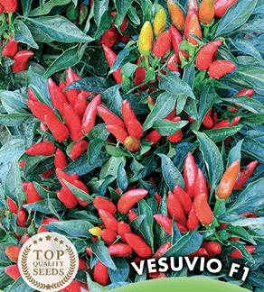 Piment Vesuvio F1