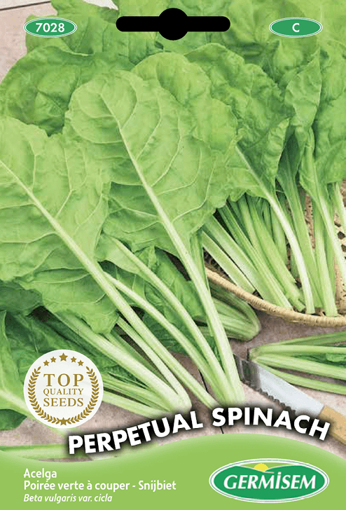 Poirée verte à couper Perpetual Spinach