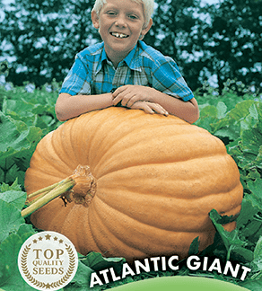 Potiron Atlantic Giant