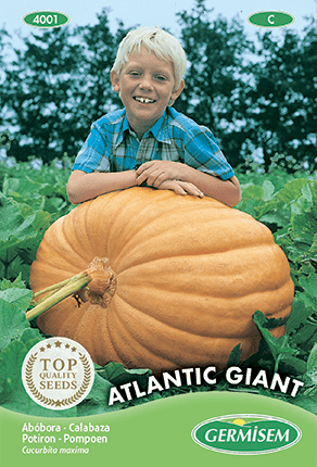 Potiron Atlantic Giant