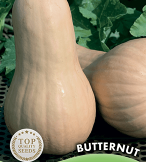 Potiron Butternut