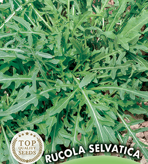 Roquette sauvage Rucola Selvatica